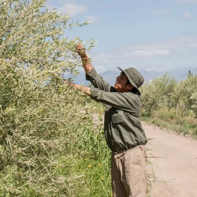 OLIVICOLA_CENTENARIO_turismo_maipu_mendoza (1)