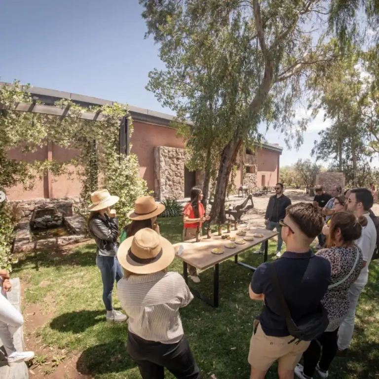 OLIVICOLA_CENTENARIO_turismo_maipu_mendoza (2)