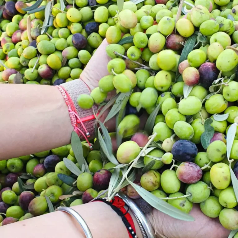 olivícola_laportada_maipú_mendoza (3)