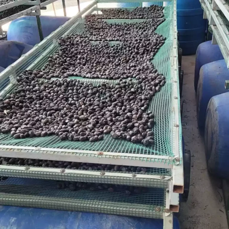 olivícola_simone_maipú_mendoza (3)