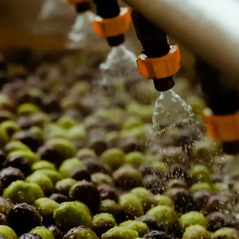 zuelo_olivicola_maipu (4)