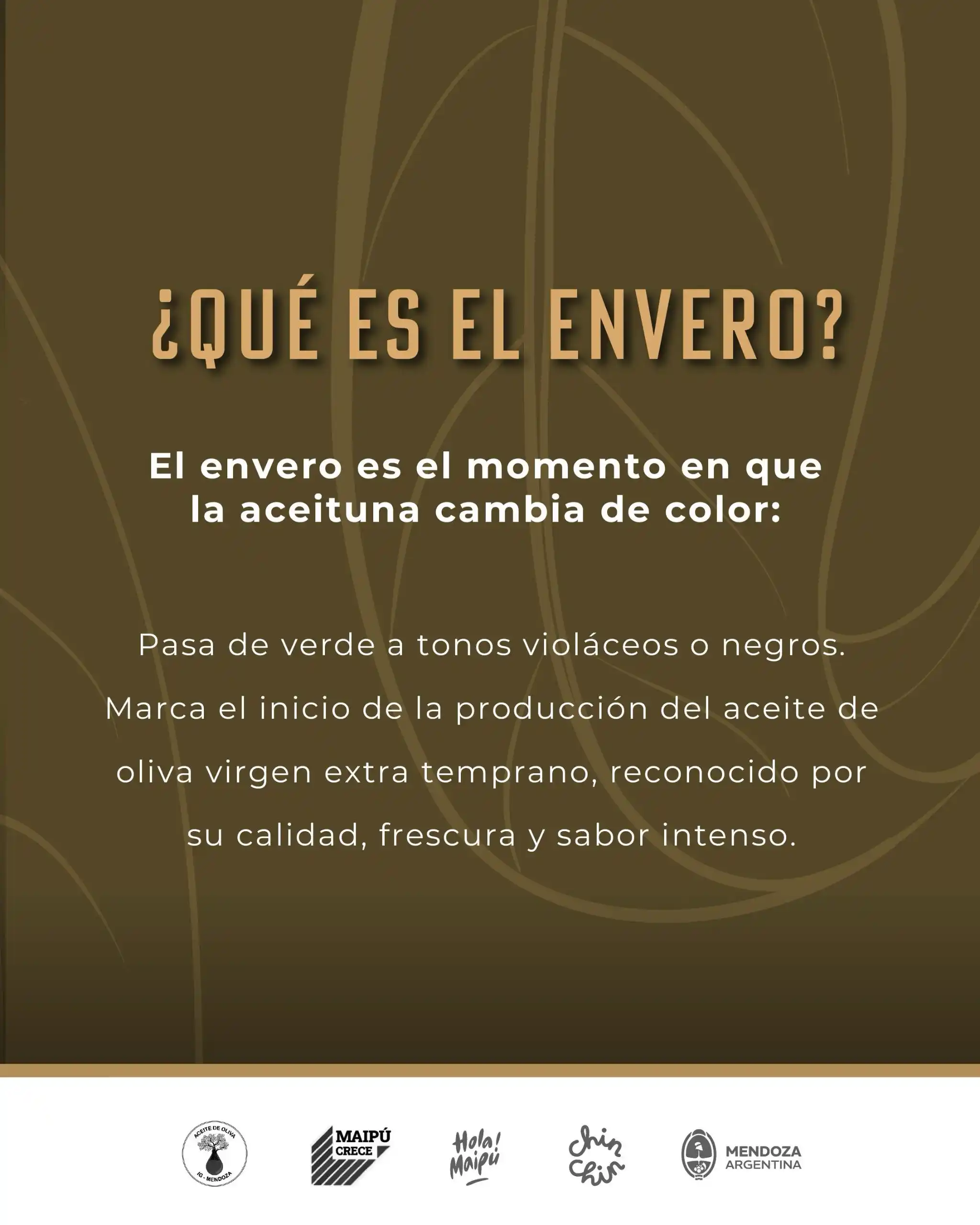 festival_envero_2025_maipu_mendoza_oliva (6)